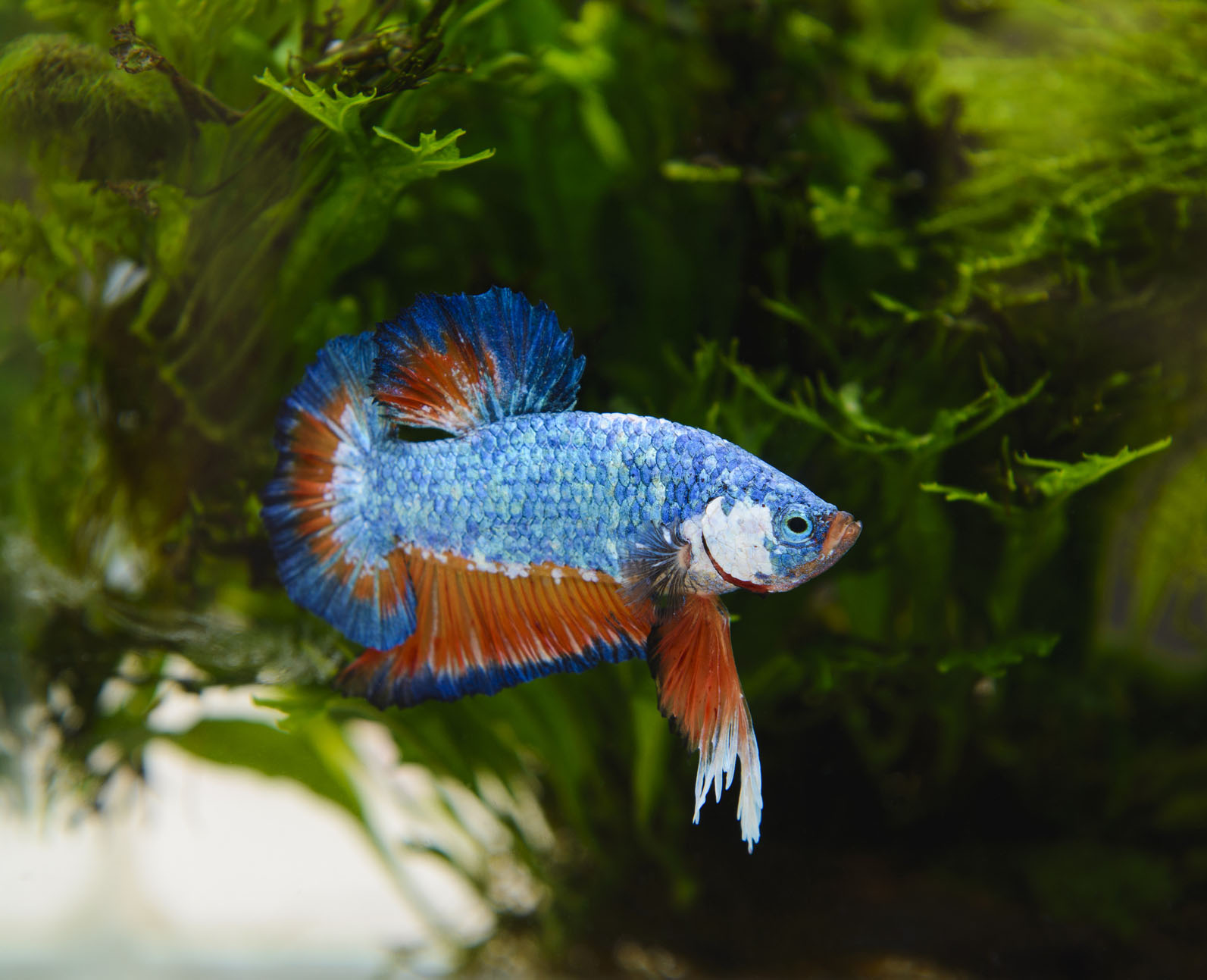 betta